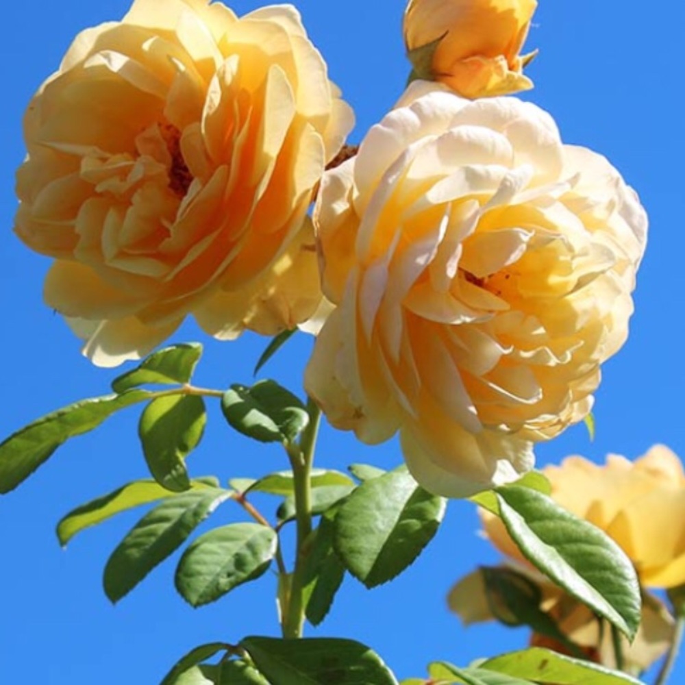 Meet your Posher, Shqiponje